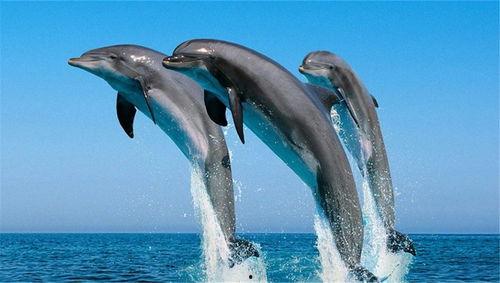 海豚吃瓜金鱼,奇趣海洋生态趣闻