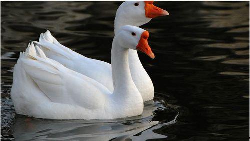 豆瓣鹅自由吃瓜基地,揭秘网络舆论场的真实生态