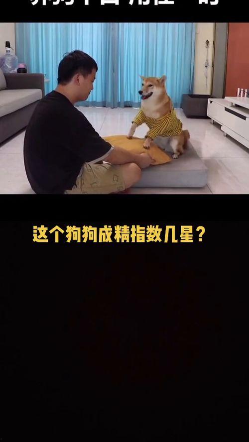 明星狗狗笑话视频,萌态可掬视频集锦