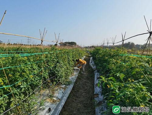 江苏淮安网红村在哪里,探寻水乡魅力新地标