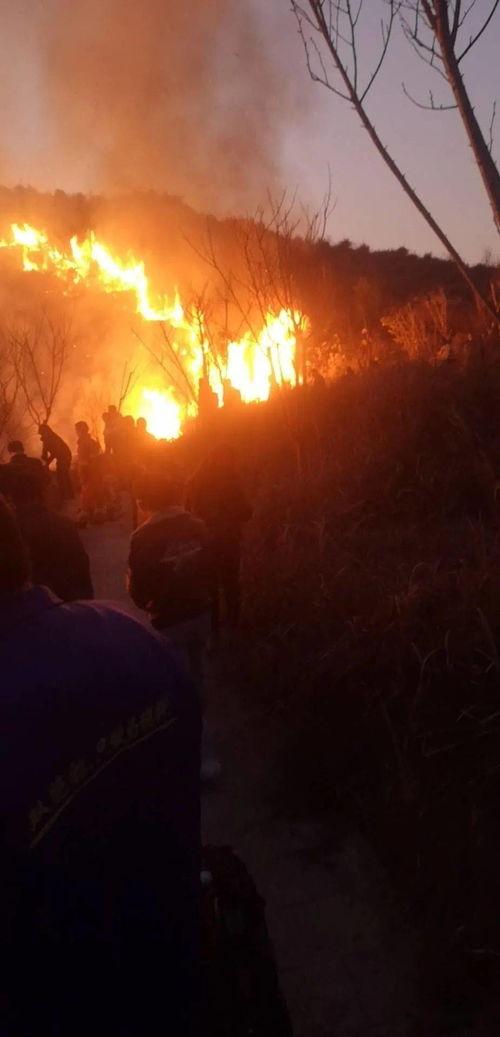 狮子山爆料视频大全,揭秘幕后真相，带你走进事件核心