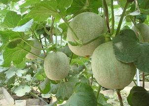 吃哈密瓜长痘,揭秘甜蜜背后的肌肤困扰