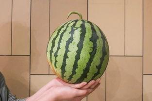 杀瓜吃瓜,杀瓜与吃瓜的智慧较量