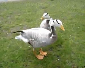 吃瓜鸭的视频,一场视觉盛宴的幕后故事