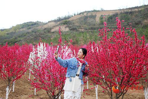 徽县网红地,探寻古韵新潮的秘境之旅