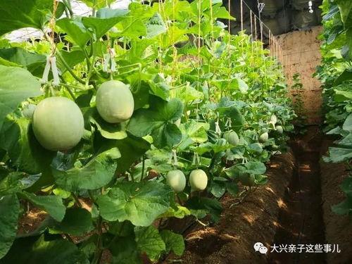 网红蜜瓜怎么吃