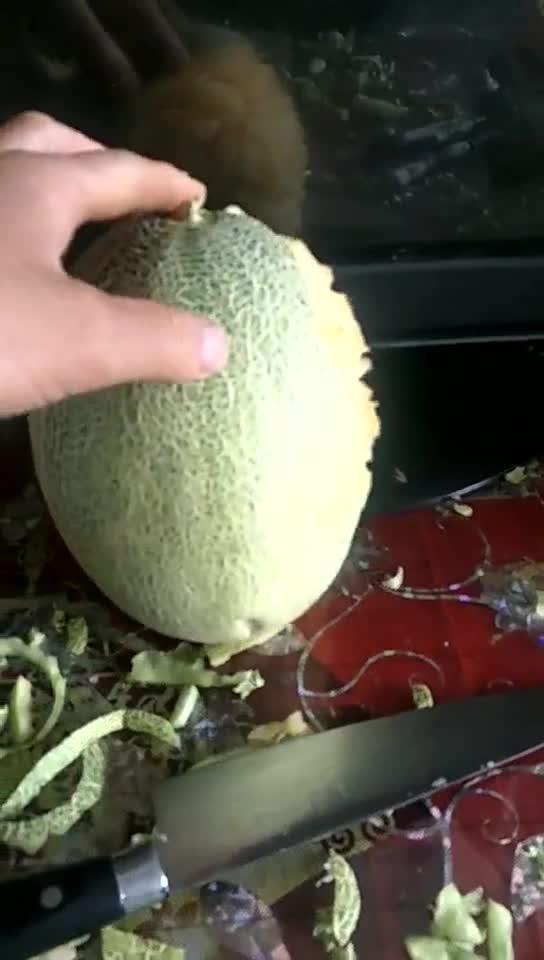 外国人夏天吃哈密瓜嘛,外国友人也爱上中国哈密瓜的甜蜜滋味