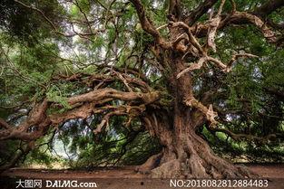 百年树芋头条,传承与创新，见证芋头产业的辉煌历程