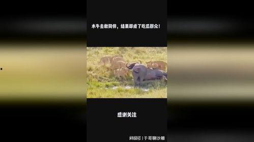 水牛吃瓜,夏日田园生活画卷